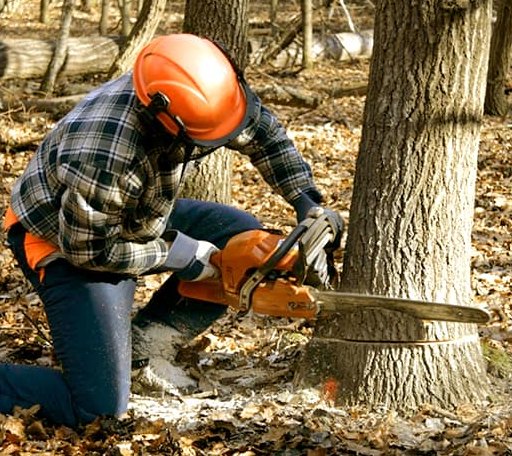Tree Removal in Nebo, NC